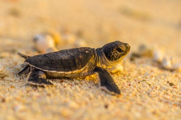 Día Mundial de la Tortuga: cuándo es, por qué y cómo celebrarlo - Cómo celebrar el Día Mundial de la Tortuga