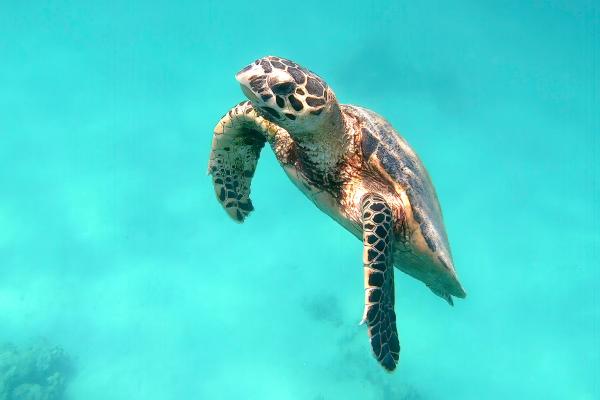 Día Mundial de la Tortuga: cuándo es, por qué y cómo celebrarlo - Cuándo es el Día Mundial de la Tortuga