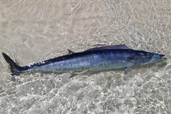 Peces pelágicos: qué son, características y ejemplos - Barracuda 
