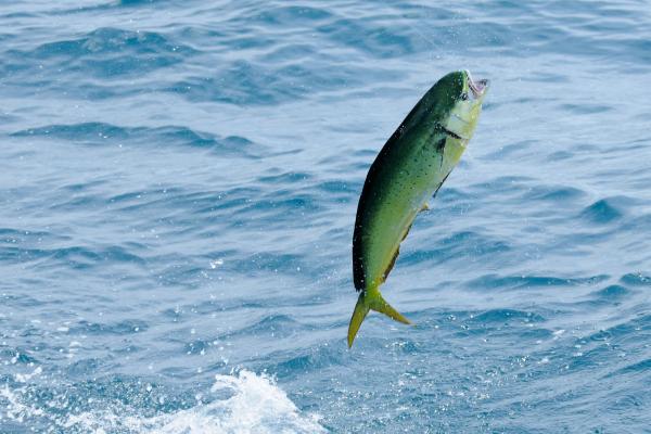 Peces pelágicos: qué son, características y ejemplos - Dorado