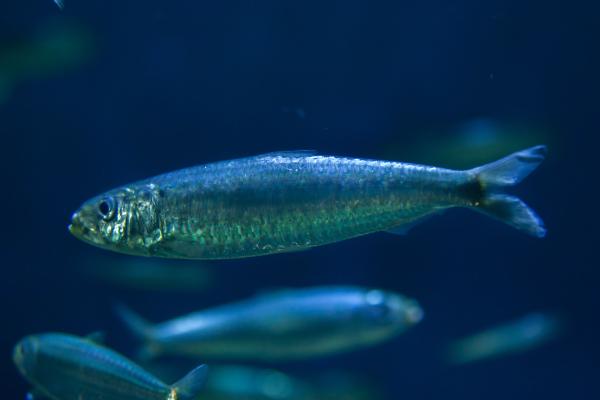 Peces pelágicos: qué son, características y ejemplos - Sardina
