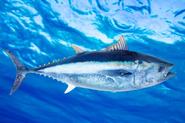 Peces pelágicos: qué son, características y ejemplos - Atún rojo