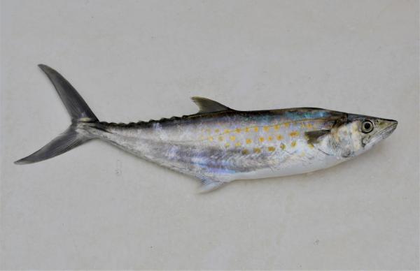Peces pelágicos: qué son, características y ejemplos - Sierra del Pacífico