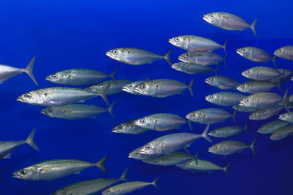 Peces pelágicos: qué son, características y ejemplos - Caballa