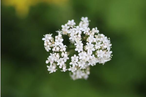 Valeriana: propiedades, para qué sirve, cómo tomarla y contraindicaciones - Para qué sirve la valeriana 