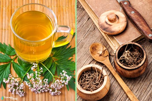 Valeriana: propiedades, para qué sirve, cómo tomarla y contraindicaciones - Cómo tomar valeriana 