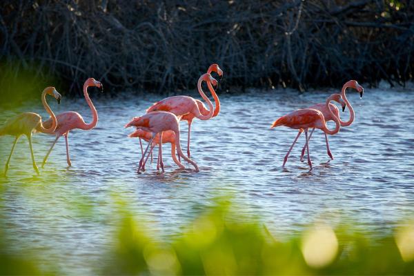 1716915186 304 Que es una ria como se forma y ejemplos - 2026 - Una ría es una formación costera que se origina por la inundación de un valle fluvial debido al incremento del nivel del mar. Las rías tienen una relevancia significativa en el ámbito ecológico, científico, social y turístico. Algunos ejemplos son la Ría de Vigo en España, la Ría Lagartos en México y la Ría Deseado en Argentina. Si deseas continuar aprendiendo acerca de qué es una ría, cómo se forma y ejemplos, sigue leyendo este artículo de ContaminaciónAmbiental. Qué es una ría, cómo se forma y ejemplos - Ejemplos de rías en México