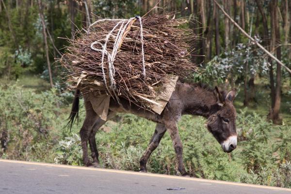 1716917608 197 Dia Mundial del Burro cuando es por que y como - 2026 - Cada 8 de mayo se celebra en varios países el Día Mundial del Burro. Esta fecha especial tiene como objetivo promover la conservación de esta especie mejorando las condiciones de vida y cuidado de los equinos. Si deseas sumarte, puedes usar los hashtags #DíaMundialDelBurro #WorldDonkeyDay junto con datos interesantes o fotos encantadoras. En esta publicación de ContaminaciónAmbiental encontrarás más detalles sobre cuándo se celebra el Día Mundial del Burro, por qué y cómo unirse a la celebración. Día Mundial del Burro: cuándo es, por qué y cómo celebrarlo - Importancia del burro en la sociedad