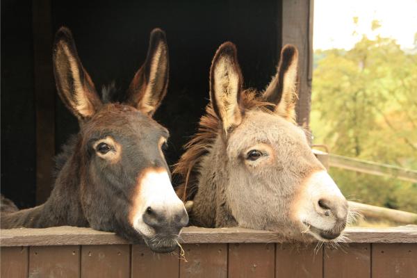 1716917608 277 Dia Mundial del Burro cuando es por que y como - 2026 - Cada 8 de mayo se celebra en varios países el Día Mundial del Burro. Esta fecha especial tiene como objetivo promover la conservación de esta especie mejorando las condiciones de vida y cuidado de los equinos. Si deseas sumarte, puedes usar los hashtags #DíaMundialDelBurro #WorldDonkeyDay junto con datos interesantes o fotos encantadoras. En esta publicación de ContaminaciónAmbiental encontrarás más detalles sobre cuándo se celebra el Día Mundial del Burro, por qué y cómo unirse a la celebración. Día Mundial del Burro: cuándo es, por qué y cómo celebrarlo - Cuándo es el Día Mundial del Burro