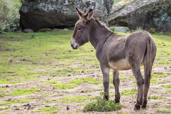 1716917608 98 Dia Mundial del Burro cuando es por que y como - 2026 - Cada 8 de mayo se celebra en varios países el Día Mundial del Burro. Esta fecha especial tiene como objetivo promover la conservación de esta especie mejorando las condiciones de vida y cuidado de los equinos. Si deseas sumarte, puedes usar los hashtags #DíaMundialDelBurro #WorldDonkeyDay junto con datos interesantes o fotos encantadoras. En esta publicación de ContaminaciónAmbiental encontrarás más detalles sobre cuándo se celebra el Día Mundial del Burro, por qué y cómo unirse a la celebración. Día Mundial del Burro: cuándo es, por qué y cómo celebrarlo - Cómo celebrar el Día Mundial del Burro