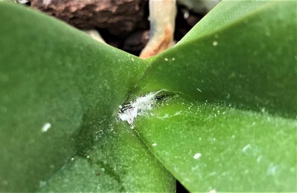 Aloe vera: enfermedades, plagas y soluciones - Cochinilla algodonosa
