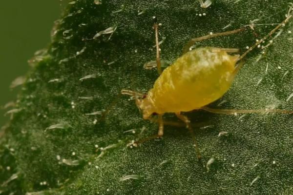 Aloe vera: enfermedades, plagas y soluciones - Pulgón