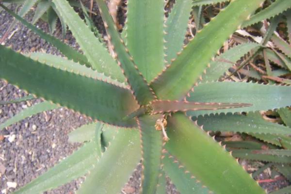 Aloe vera: enfermedades, plagas y soluciones - Pudrición de la corona