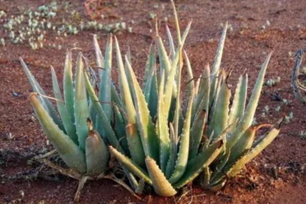 Aloe vera: enfermedades, plagas y soluciones - Mancha foliar