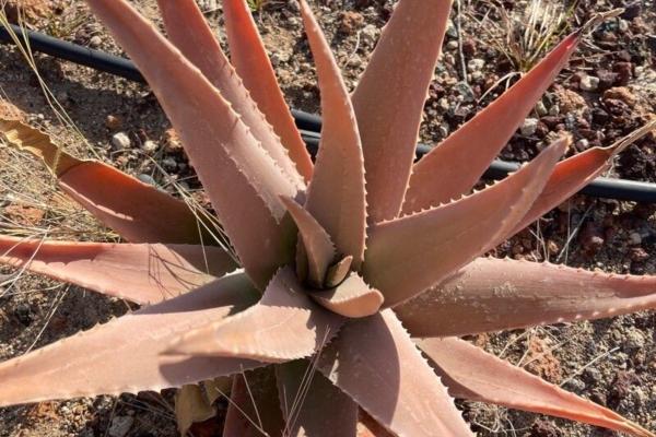 Aloe vera: enfermedades, plagas y soluciones - Proliferación bacteriana