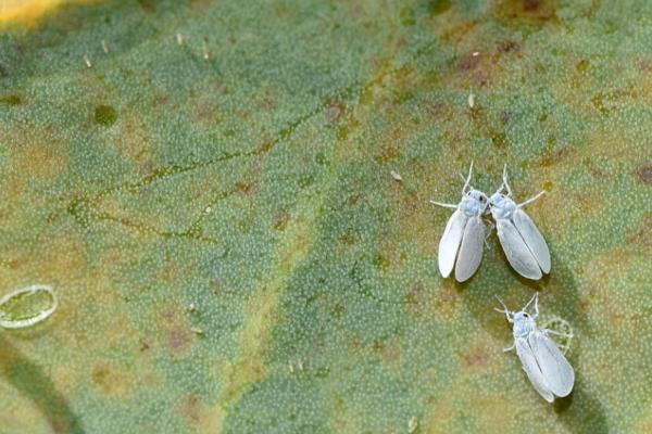 Aloe vera: enfermedades, plagas y soluciones - Mosca blanca