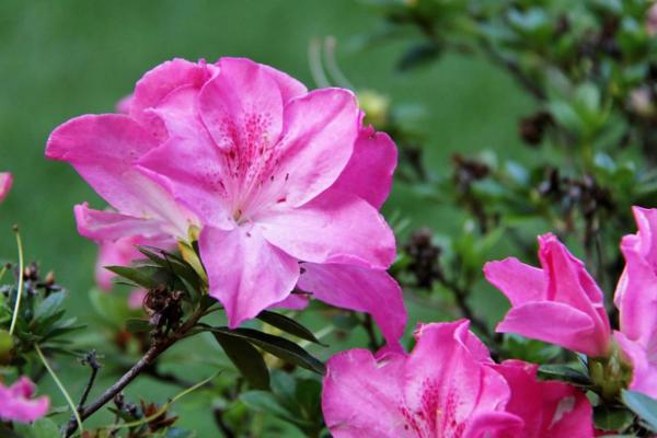 Tipos de azalea - Azalea india