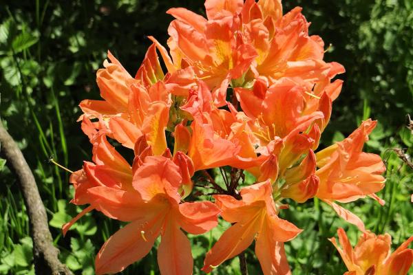 Tipos de azalea - Azalea japonesa