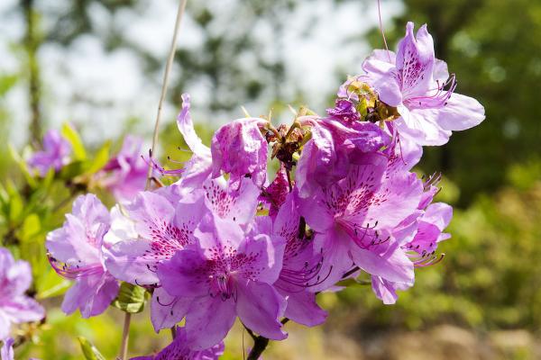 Tipos de azalea - Azalea coreana