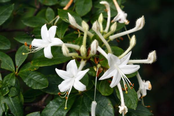 Tipos de azalea - Azalea de pantano