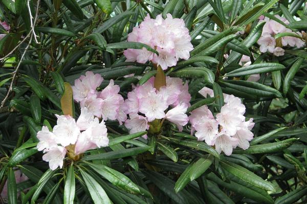 Tipos de azalea - Azalea makinoi