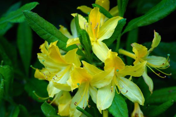 Tipos de azalea - Azalea amarilla