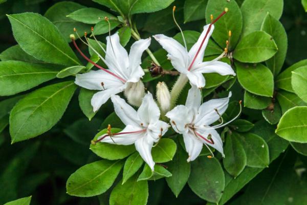 Tipos de azalea - Azalea lisa