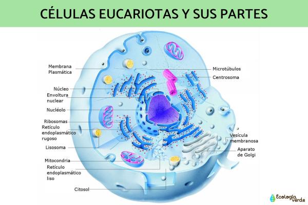Tipos de células: qué son, partes y funciones - Células eucariotas