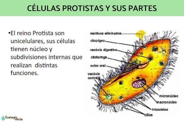 Tipos de células: qué son, partes y funciones - 