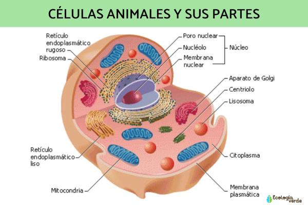 Tipos de células: qué son, partes y funciones - 