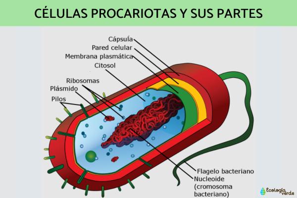 Tipos de células: qué son, partes y funciones - Células procariotas