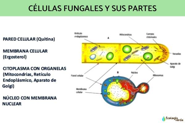 Tipos de células: qué son, partes y funciones - 