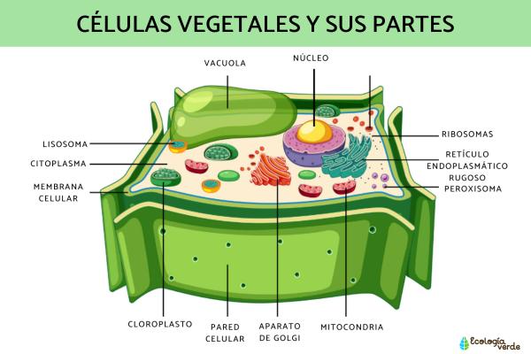Tipos de células: qué son, partes y funciones - 