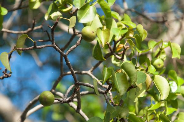 1716936257 670 Arboles venenosos - 2026 - En medio de la exuberante belleza de los bosques se oculta un enigma oscuro: los árboles venenosos. Estas especies que aparentan ser inofensivas, pero son mortales, han fascinado a exploradores, científicos y aventureros a lo largo de la historia debido a su sorprendente forma de defenderse con sus toxinas. Al adentrarnos en el misterioso mundo de los árboles tóxicos, desvelaremos los secretos de su veneno y los síntomas que provocan en los organismos. Árboles venenosos - Manzanillo (Hippomane mancinella)