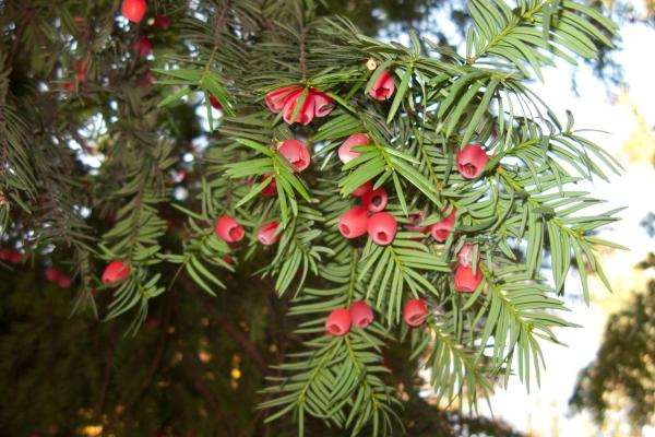 1716936257 922 Arboles venenosos - 2026 - En medio de la exuberante belleza de los bosques se oculta un enigma oscuro: los árboles venenosos. Estas especies que aparentan ser inofensivas, pero son mortales, han fascinado a exploradores, científicos y aventureros a lo largo de la historia debido a su sorprendente forma de defenderse con sus toxinas. Al adentrarnos en el misterioso mundo de los árboles tóxicos, desvelaremos los secretos de su veneno y los síntomas que provocan en los organismos. Árboles venenosos - Tejo (Taxus baccata)