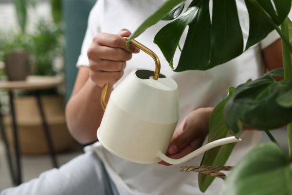 Monstera con las hojas amarillas: causas y qué hacer - Exceso de agua