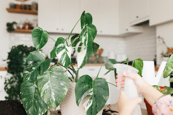 Monstera con las hojas amarillas: causas y qué hacer - Falta de humedad ambiental