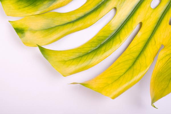 Monstera con las hojas amarillas: causas y qué hacer - Demasiado calor