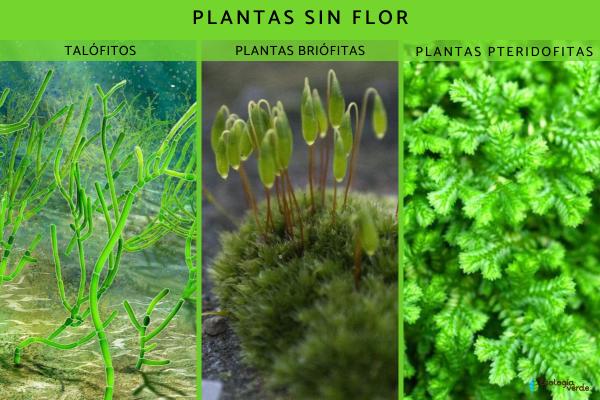 Reino Plantae: qué es, características, clasificación y ejemplos - Clasificación del reino Plantae