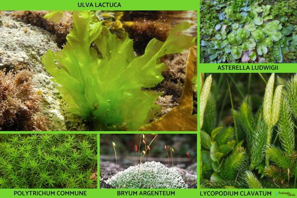 Reino Plantae: qué es, características, clasificación y ejemplos - Ejemplos del reino Plantae