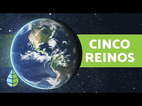 1716942585 405 Reino Plantae que es caracteristicas clasificacion y ejemplos - Reino Plantae: significado, rasgos, clasificación y ejemplos