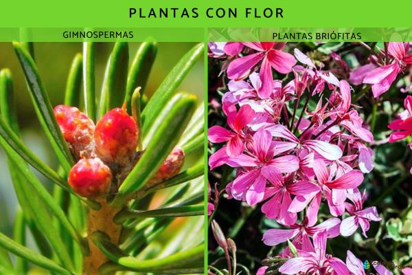 Reino Plantae: qué es, características, clasificación y ejemplos - 