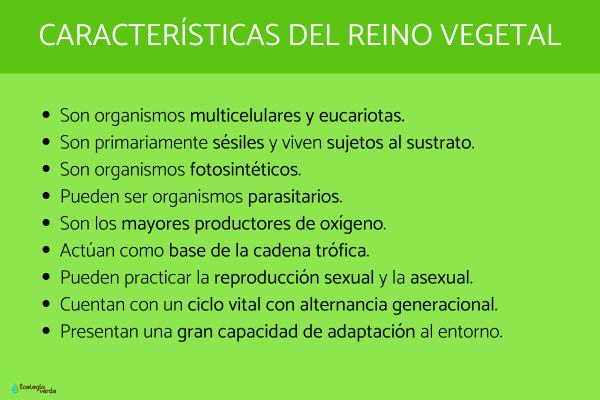 Reino Plantae: qué es, características, clasificación y ejemplos - Características del reino Vegetal