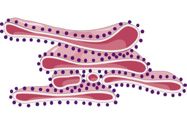 1716942602 379 Reticulo endoplasmatico rugoso que es y funcion - 2026 - El retículo endoplasmático rugoso (RER) es un orgánulo esencial en las células eucariotas que desempeña un rol primordial en la síntesis de proteínas y el procesamiento de moléculas. Su aspecto rugoso se debe a la presencia de ribosomas adheridos a su superficie. El RER está compuesto por una intrincada red de membranas interconectadas que se extienden por el citoplasma. Mediante su sistema de sacos y túbulos, el RER se encarga de la síntesis y modificación de proteínas, asegurando su adecuado plegamiento y preparación para el transporte hacia su destino dentro y fuera de la célula. En este artículo de ContaminaciónAmbiental, examinaremos qué es el retículo endoplasmático rugoso y cuál es su función esencial en los procesos celulares. Retículo endoplasmático rugoso: qué es y función - Qué es el retículo endoplasmático rugoso