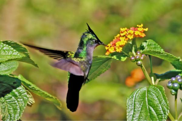 1716942622 257 Tipos de colibries - 2026 - ¡Colibríes! Pequeños, veloces, con picos largos y una clara predilección por las flores. Si habitas en algún lugar del continente americano, seguramente has avistado una de estas hermosas aves revoloteando alrededor de las flores. Los colibríes son aves autóctonas de América. Estas aves diminutas y singulares fueron cazadas en gran medida en el pasado para decorar sombreros de mujeres, lo que podría haber llevado a la extinción de varias especies. Tipos de colibríes - Colibrí crestado (Orthorhyncus cristatus)
