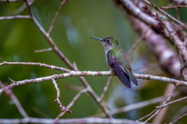 1716942622 29 Tipos de colibries - 2026 - ¡Colibríes! Pequeños, veloces, con picos largos y una clara predilección por las flores. Si habitas en algún lugar del continente americano, seguramente has avistado una de estas hermosas aves revoloteando alrededor de las flores. Los colibríes son aves autóctonas de América. Estas aves diminutas y singulares fueron cazadas en gran medida en el pasado para decorar sombreros de mujeres, lo que podría haber llevado a la extinción de varias especies. Tipos de colibríes - Colibrí sombrío (Aphantochroa cirrochloris)