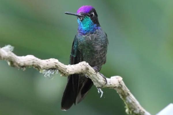 1716942622 512 Tipos de colibries - 2026 - ¡Colibríes! Pequeños, veloces, con picos largos y una clara predilección por las flores. Si habitas en algún lugar del continente americano, seguramente has avistado una de estas hermosas aves revoloteando alrededor de las flores. Los colibríes son aves autóctonas de América. Estas aves diminutas y singulares fueron cazadas en gran medida en el pasado para decorar sombreros de mujeres, lo que podría haber llevado a la extinción de varias especies. Tipos de colibríes - Colibrí magnífico (Eugenes fulgens)