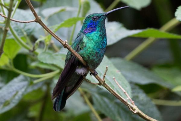 1716942622 54 Tipos de colibries - 2026 - ¡Colibríes! Pequeños, veloces, con picos largos y una clara predilección por las flores. Si habitas en algún lugar del continente americano, seguramente has avistado una de estas hermosas aves revoloteando alrededor de las flores. Los colibríes son aves autóctonas de América. Estas aves diminutas y singulares fueron cazadas en gran medida en el pasado para decorar sombreros de mujeres, lo que podría haber llevado a la extinción de varias especies. Tipos de colibríes - Colibrí oreja azul (Colibri thalassinus)