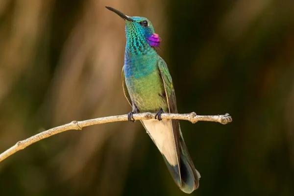 1716942622 592 Tipos de colibries - 2026 - ¡Colibríes! Pequeños, veloces, con picos largos y una clara predilección por las flores. Si habitas en algún lugar del continente americano, seguramente has avistado una de estas hermosas aves revoloteando alrededor de las flores. Los colibríes son aves autóctonas de América. Estas aves diminutas y singulares fueron cazadas en gran medida en el pasado para decorar sombreros de mujeres, lo que podría haber llevado a la extinción de varias especies. Tipos de colibríes - Colibrí oreja violeta (Colibri serrirostris)