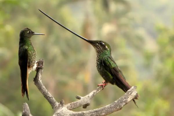 1716942622 659 Tipos de colibries - 2026 - ¡Colibríes! Pequeños, veloces, con picos largos y una clara predilección por las flores. Si habitas en algún lugar del continente americano, seguramente has avistado una de estas hermosas aves revoloteando alrededor de las flores. Los colibríes son aves autóctonas de América. Estas aves diminutas y singulares fueron cazadas en gran medida en el pasado para decorar sombreros de mujeres, lo que podría haber llevado a la extinción de varias especies. Tipos de colibríes - Colibrí picoespada (Ensifera ensifera)
